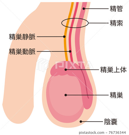 睾丸結構 睾丸結構 76736344