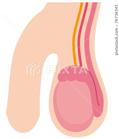 睾丸結構 睾丸結構 76736345