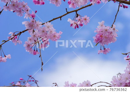 京都府立大學農場 6 的垂枝櫻花 76736362