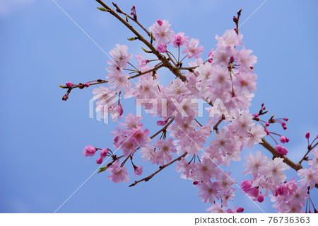 京都府立大學農場7的垂枝櫻花 76736363