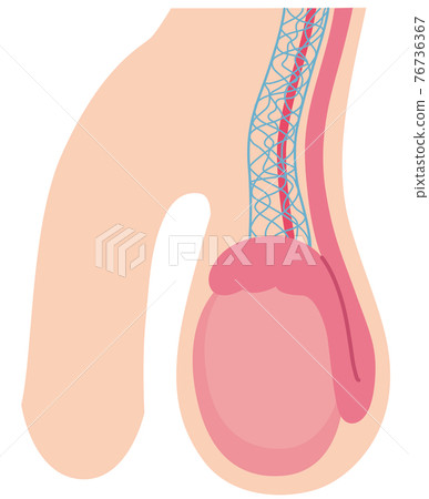 Testicle structure 76736367