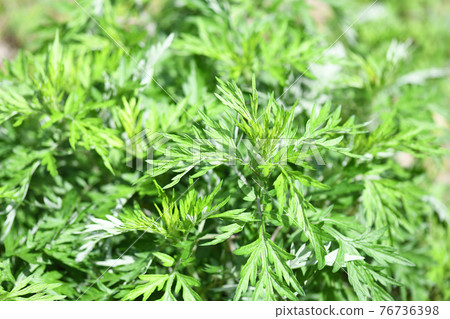 Spring mugwort (Mugwort) 76736398