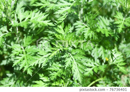 春艾(艾草) 春艾(艾草) 76736401