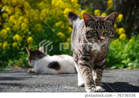 A stray cat relaxing on a sunny day in spring 76736556