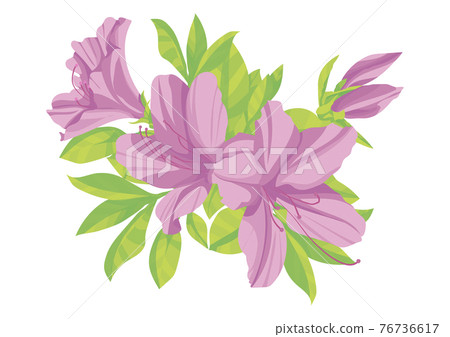 Azalea Azalea 76736617