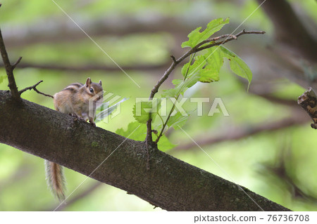 Shimarite to eat the food 76736708