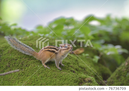 Chipmunk looking up Chipmunk looking up 76736709