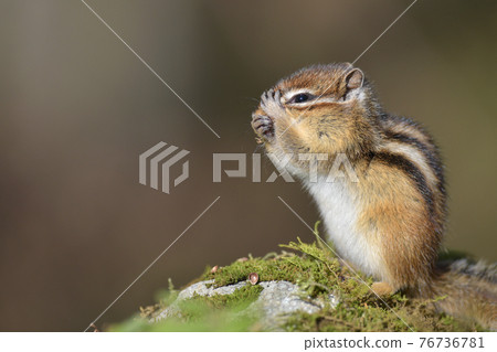 Chipmunk to wash face 76736781