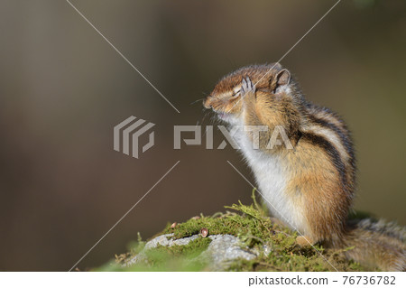 Chipmunk to wash face Chipmunk to wash face 76736782