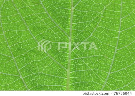 Young leaves and veins of Kozo (Kozo) Young leaves and veins of Kozo (Kozo) 76736944