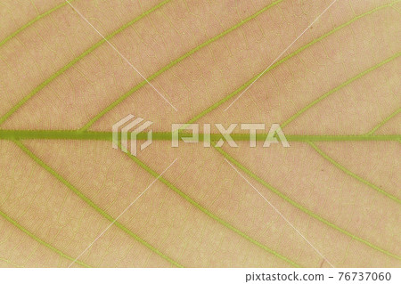 Quercus salicina（背白橡木）的嫩葉和葉脈 76737060