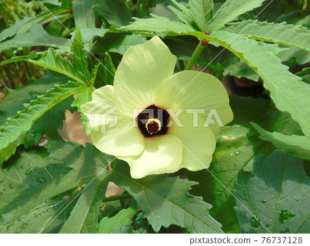 秋葵的花 76737128