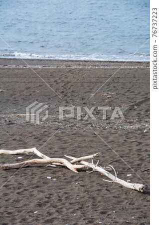 Driftwood on the beach and sandy beach, Sea of Okhotsk Driftwood on the beach and sandy beach, Sea of Okhotsk 76737223