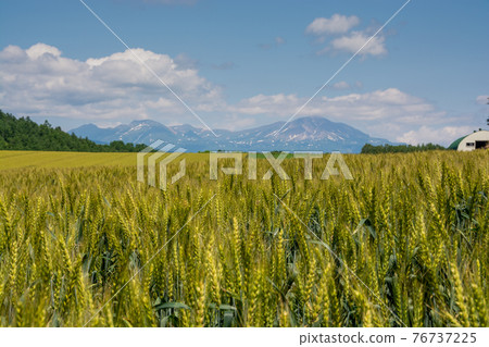 Colored wheat fields and summer mountains Colored wheat fields and summer mountains 76737225