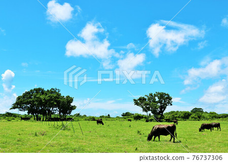 Okinawa Taketomi Island landscape with blue sky and buffalo Okinawa Taketomi Island landscape with blue sky and buffalo 76737306
