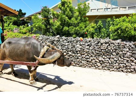 Okinawa Taketomi-jima buffalo car Okinawa Taketomi-jima buffalo car 76737314