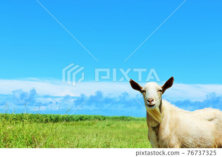 Okinawa Hateruma Island blue sky and goat Okinawa Hateruma Island blue sky and goat 76737325