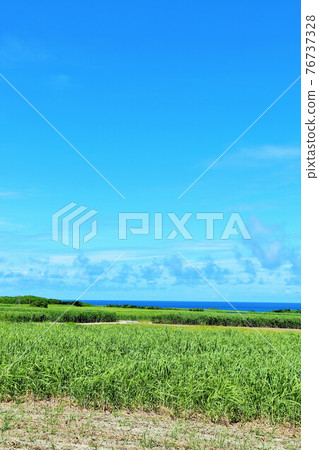 Okinawa Hateruma Island blue sky and sugarcane field Okinawa Hateruma Island blue sky and sugarcane field 76737328