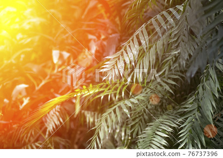 Tropical leaves in the jungle background. Rainforest with plants and amazing sunshine in the morning jungle 76737396