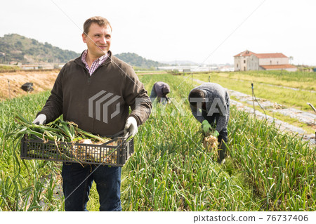 Positive farmer carries plastic box with harvest of onions 76737406