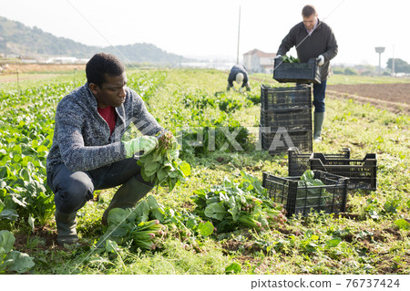 Men horticulturists picking harvest of green spinach Men horticulturists picking harvest of green spinach 76737424