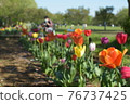 Family enjoying tulips 76737425