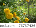 The scenery beyond the yellow flowers 76737426