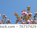 Beautiful cherry blossoms floating in the clear sky 76737429