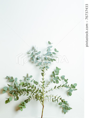 Eucalyptus branches on a white background. Fresh eucalyptus leaves as a base for cosmetics based on natural oils and fragrances. Eucalyptus branches on a white background. Fresh eucalyptus leaves as a base for cosmetics based on natural oils and fragrances. 76737433