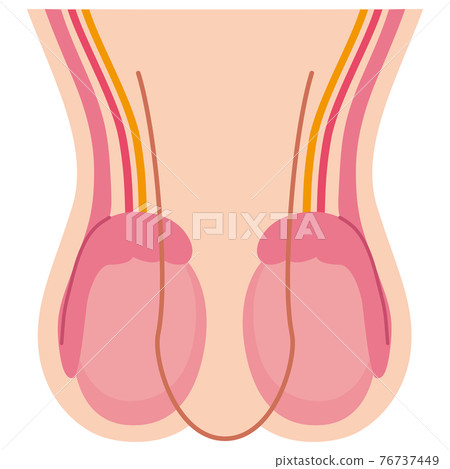 Testicle structure 76737449