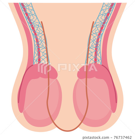 睾丸結構 睾丸結構 76737462
