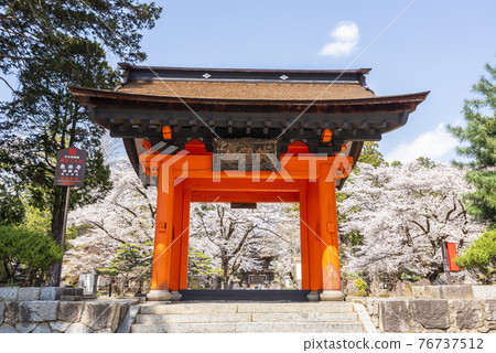 Erinji Temple in spring with cherry blossoms 76737512