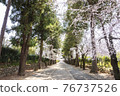 Erinji Temple in spring with cherry blossoms 76737526