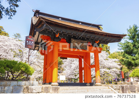 Erinji Temple in spring with cherry blossoms 76737528