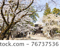 Erinji Temple in spring with cherry blossoms 76737536