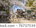 Erinji Temple in spring with cherry blossoms 76737539