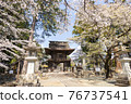 Erinji Temple in spring with cherry blossoms 76737541