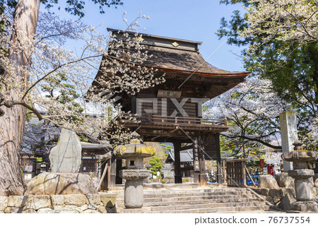 春天的櫻花林寺 春天的櫻花林寺 76737554