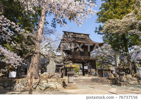 春天的櫻花林寺 春天的櫻花林寺 76737556