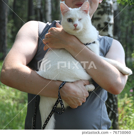 white cat with one eye on the walk 76738060