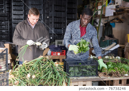 Farm workers sorting vegetables Farm workers sorting vegetables 76738246