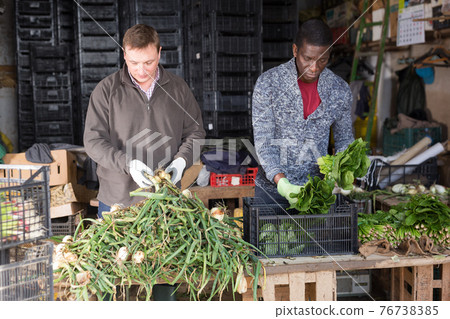 Men gardeners sorting harvest of onion indoors Men gardeners sorting harvest of onion indoors 76738385
