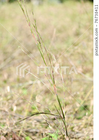 Young bamboo of black bamboo Young bamboo of black bamboo 76738411