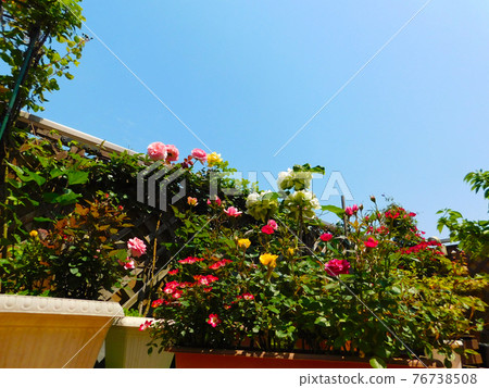 藍天花園中盛開的園藝玫瑰 76738508