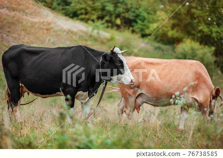 Two cows eat in the field. Simmental cow grazes peacefully in an open field. 76738585