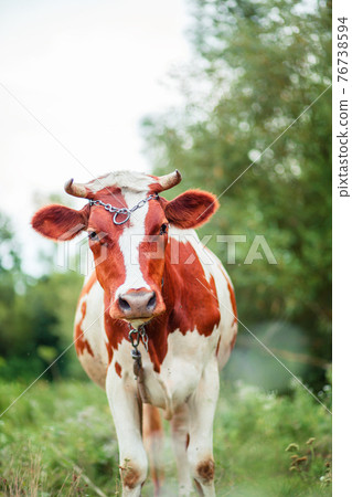 Close-up of an Ayrshire dairy cow grazing in the meadow of a large dairy farm. 76738594