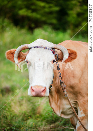 Portrait of an old cow. Simmental cow grazes peacefully in an open field. 76738597