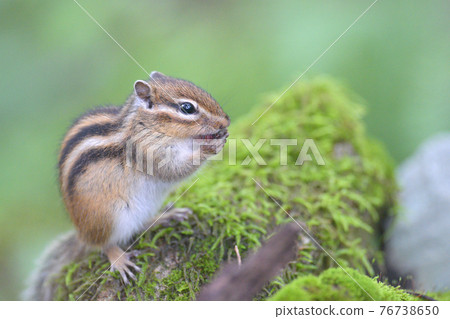 Shimarite吃的食物 76738650