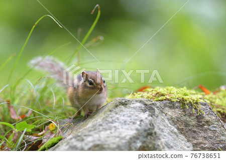 Chipmunk on the ground Chipmunk on the ground 76738651