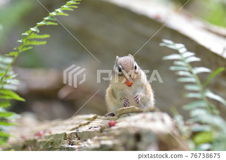 Shimarite to eat the food 76738675